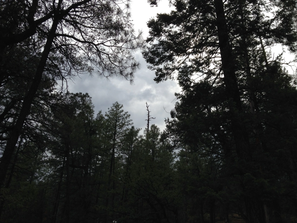 The woods in Payson