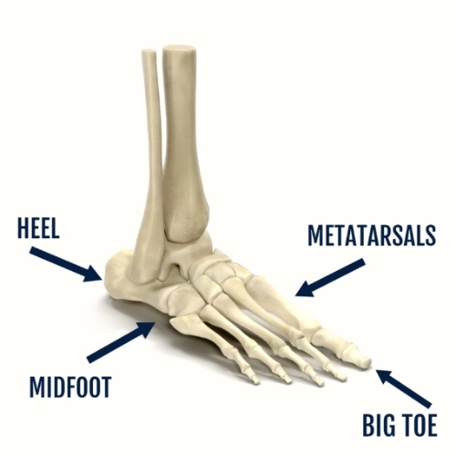 Image of the bones of the feet from top down reads: metatarsals, heel, big toe, midfoot.