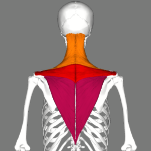 Upper Trapezius 