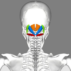 Suboccipital muscles