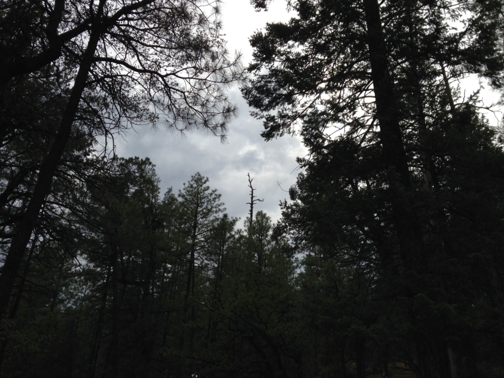 The woods in Payson