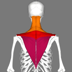 Upper Trapezius 
