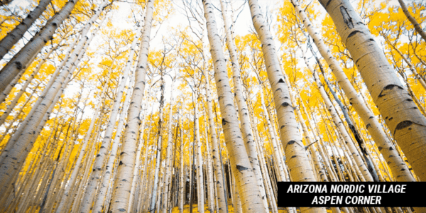 a forest of birch trees.
