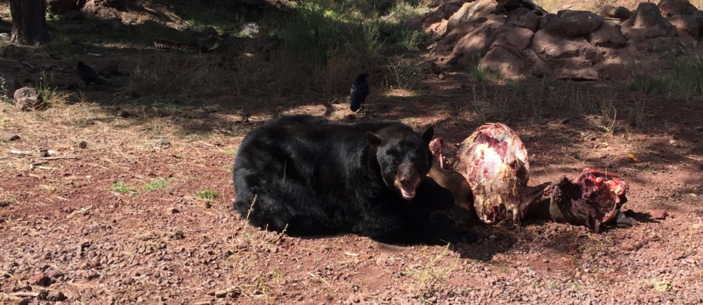 A bear at Bearizona