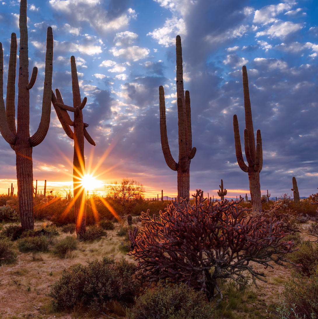 arizona sunset with saguaro