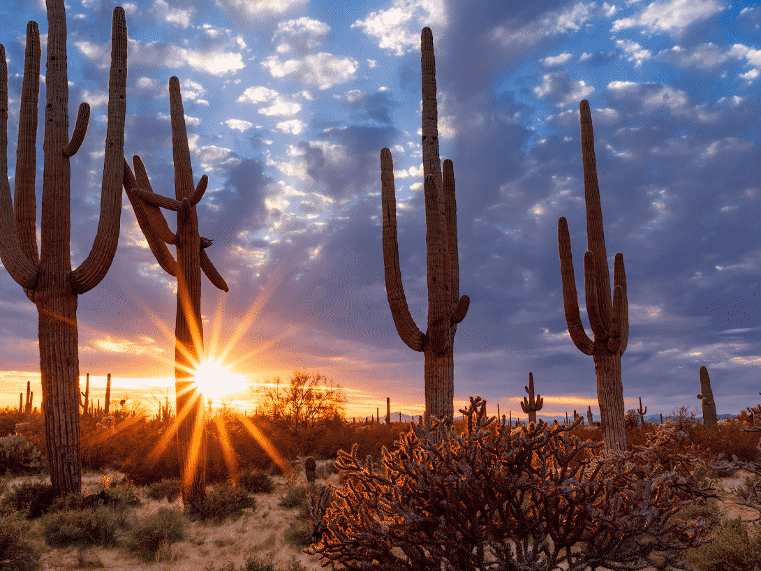 arizona sunset with saguaro