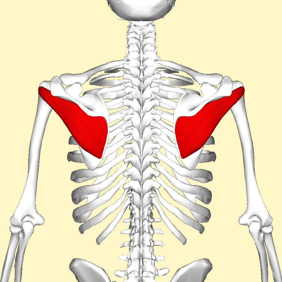 Infraspinatus muscle