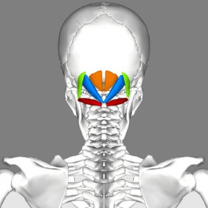 suboccipital muscles