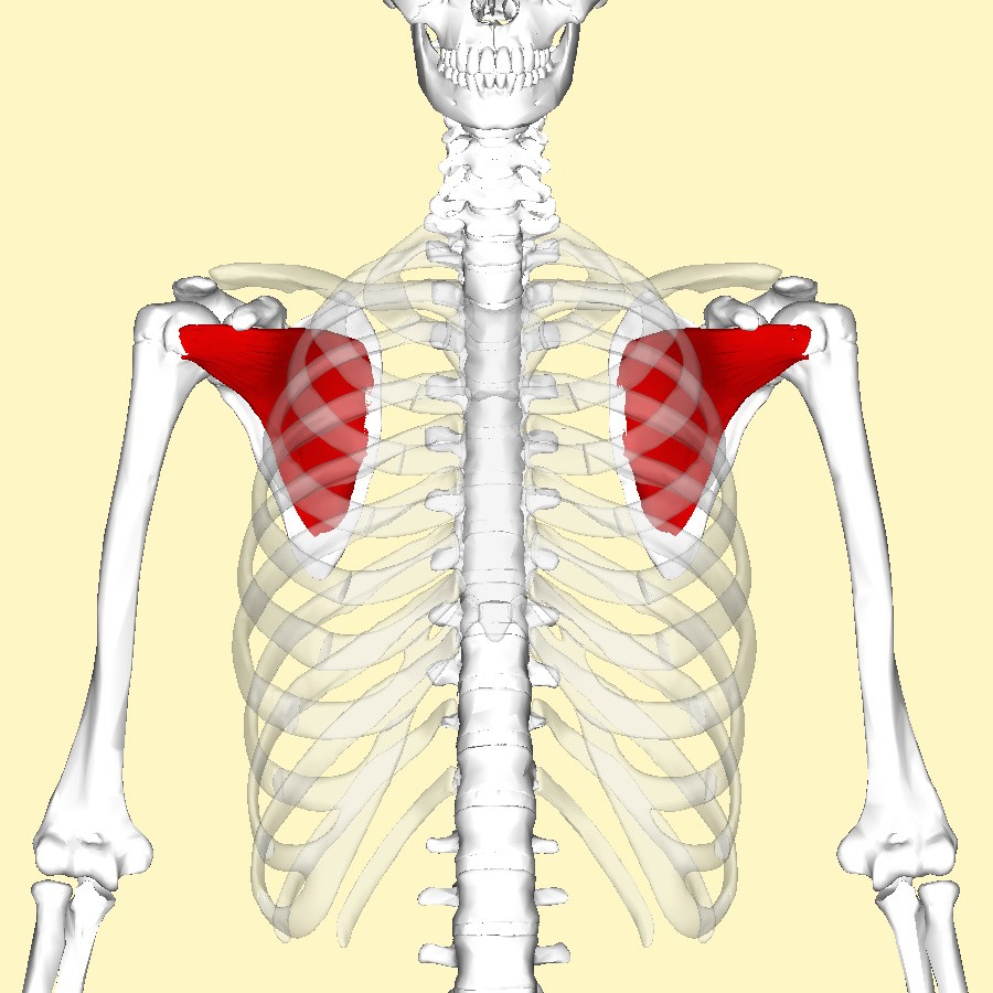 Subscapularis muscle