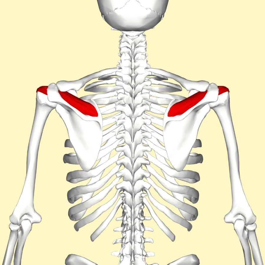 Supraspinatus muscle