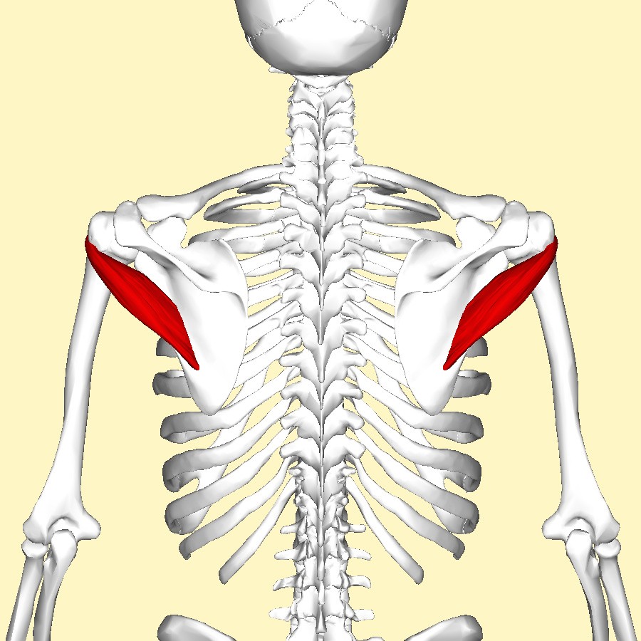 Teres Minor muscle